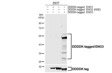 Anti-ENO3 antibody [HL6908] used in Western Blot (WB). GTX649760