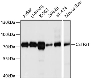 Anti-CSTF2T antibody used in Western Blot (WB). GTX64989