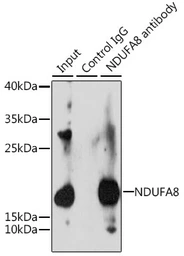 Anti-NDUFA8 antibody used in Immunoprecipitation (IP). GTX65622