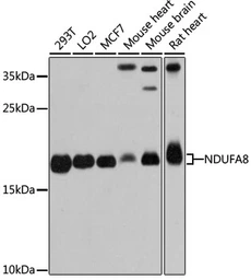 Anti-NDUFA8 antibody used in Western Blot (WB). GTX65622