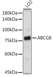Anti-ABCG8 antibody used in Western Blot (WB). GTX65624