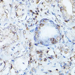 Anti-CD45 antibody used in IHC (Paraffin sections) (IHC-P). GTX65913
