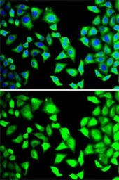 Anti-eIF3H / EIF3S3 antibody used in Immunocytochemistry/ Immunofluorescence (ICC/IF). GTX65925