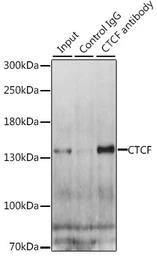 Anti-CTCF antibody used in Immunoprecipitation (IP). GTX65926
