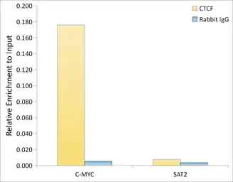 Anti-CTCF antibody used in ChIP assay (ChIP assay). GTX65926