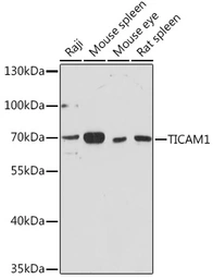 Anti-TRIF antibody used in Western Blot (WB). GTX65931