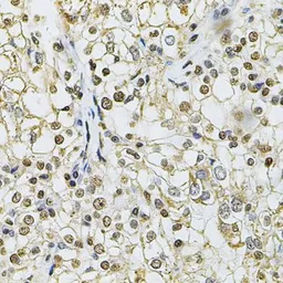 Anti-IFI16 antibody used in IHC (Paraffin sections) (IHC-P). GTX65937