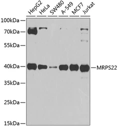 Anti-MRPS22 antibody used in Western Blot (WB). GTX65972