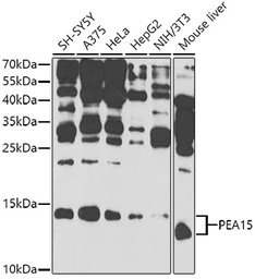 Anti-PEA15 antibody used in Western Blot (WB). GTX65994