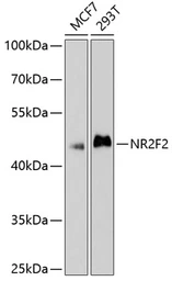 Anti-NR2F2 antibody used in Western Blot (WB). GTX66055
