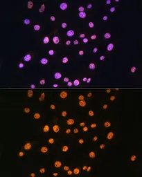 Anti-NR2F2 antibody used in Immunocytochemistry/ Immunofluorescence (ICC/IF). GTX66055