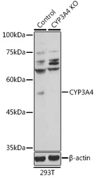 Anti-CYP3A4 antibody used in Western Blot (WB). GTX66192