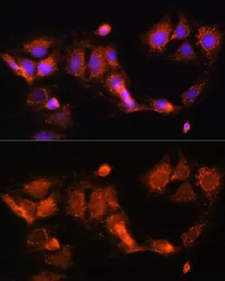 Anti-GCSH antibody used in Immunocytochemistry/ Immunofluorescence (ICC/IF). GTX66196