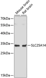 Anti-SLC25A14 antibody used in Western Blot (WB). GTX66201