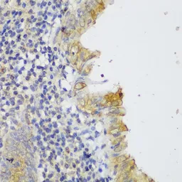 Anti-GCC2 antibody used in IHC (Paraffin sections) (IHC-P). GTX66210