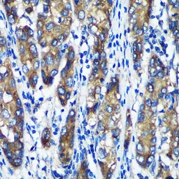Anti-ERp19 antibody used in IHC (Paraffin sections) (IHC-P). GTX66255
