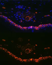 Anti-Cytokeratin 14 antibody used in IHC (Paraffin sections) (IHC-P). GTX66326