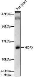 Anti-HOPX antibody used in Western Blot (WB). GTX66394