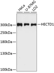 Anti-HECTD1 antibody used in Western Blot (WB). GTX66566
