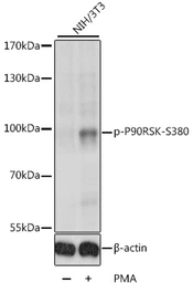 Anti-p90 RSK1 (phospho Ser380) antibody used in Western Blot (WB). GTX66605