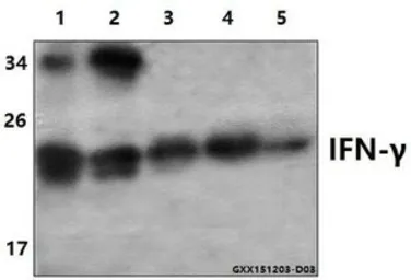 Anti-Interferon gamma antibody used in Western Blot (WB). GTX66714