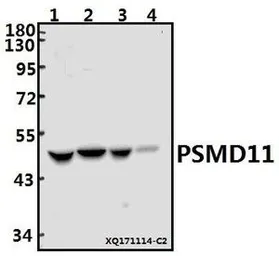 Anti-PSMD11 antibody used in Western Blot (WB). GTX66726