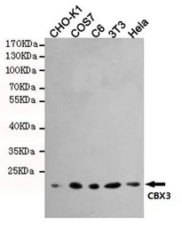 Anti-HP1 gamma antibody [5G10] used in Western Blot (WB). GTX66848