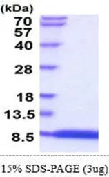 Human EGF protein (active). GTX66977-pro
