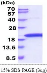 Rat TNF alpha protein, His tag (active). GTX67168-pro