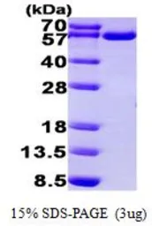Human TrxR1 protein, His tag (active). GTX67175-pro