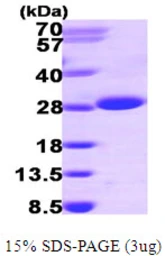 Human ITPase protein, His tag. GTX67506-pro