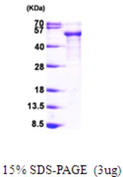 Human Tau352 (0N3R) protein, His tag. GTX67542-pro