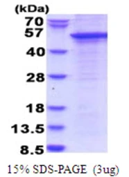 Human STAC protein, His tag. GTX67856-pro