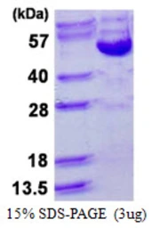 Human Cyclin B2 protein, His tag. GTX68030-pro