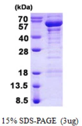 Human TANK protein, His tag. GTX68102-pro