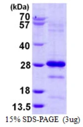 Human Pallidin protein, His tag. GTX68377-pro