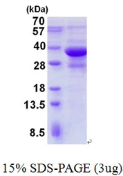Human Bif-1 protein, His tag. GTX68474-pro