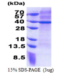 Human MRPS2 protein, His tag. GTX68475-pro