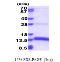 Human PACAP protein, His tag. GTX68491-pro