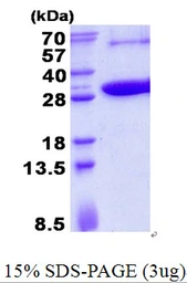 Human KCTD5 protein, His tag. GTX68547-pro