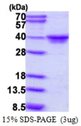 Human MAF1 protein, His tag. GTX68799-pro