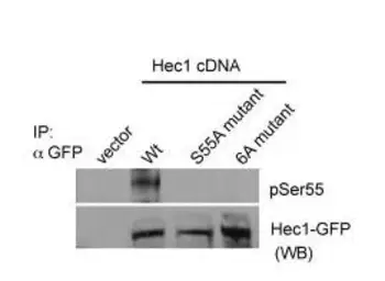 Anti-Hec1 (phospho Ser 55) antibody used in Western Blot (WB). GTX70017
