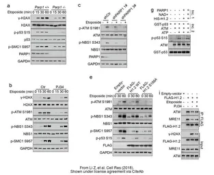 Anti-ATM antibody [2C1] used in Western Blot (WB). GTX70103