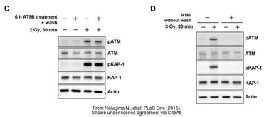 Anti-ATM antibody [2C1] used in Western Blot (WB). GTX70103
