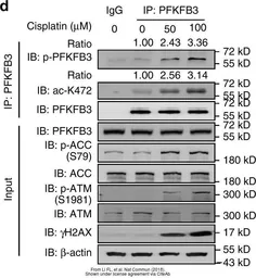Anti-ATM antibody [2C1] used in Western Blot (WB). GTX70103