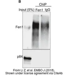 Anti-FEN1 antibody [4E7] used in Western Blot and ChIP assay (WB ChIP assay). GTX70185