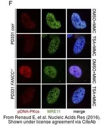 Anti-Mre11 antibody [12D7] used in Immunocytochemistry/ Immunofluorescence (ICC/IF). GTX70212
