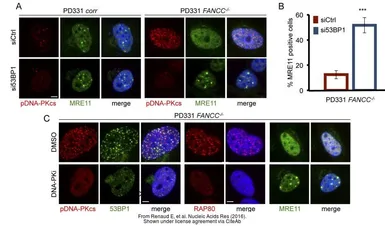 Anti-Mre11 antibody [12D7] used in Immunocytochemistry/ Immunofluorescence (ICC/IF). GTX70212