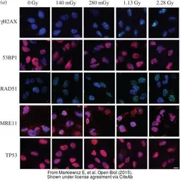Anti-Mre11 antibody [12D7] used in Immunocytochemistry/ Immunofluorescence (ICC/IF). GTX70212
