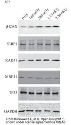 Anti-Mre11 antibody [12D7] used in Western Blot (WB). GTX70212